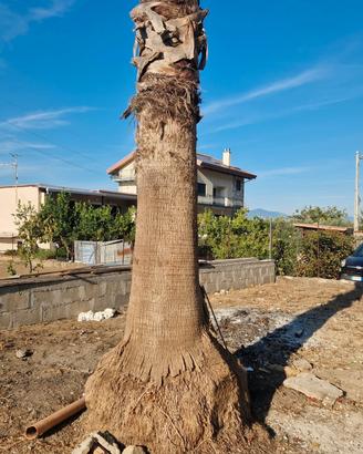 PALMA WASHINGTONIA