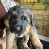 Pastore tedesco pelo lungo