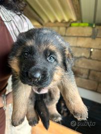 Pastore tedesco pelo lungo