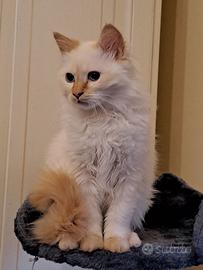 Gatto sacro birmania rosso