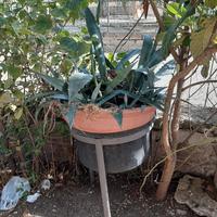 paiolo fioriera con agave su treppiede