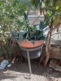 paiolo fioriera con agave su treppiede