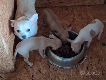 Chihuahua