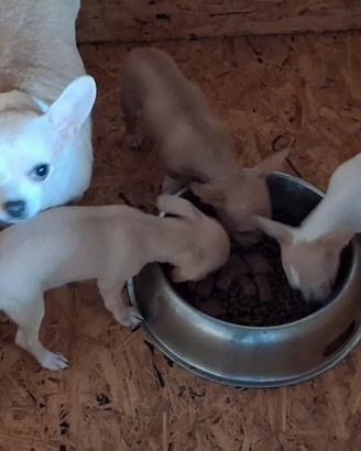 Chihuahua