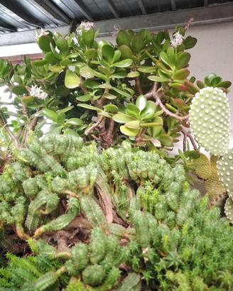 piante grasse