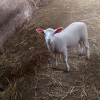 Agnello texel