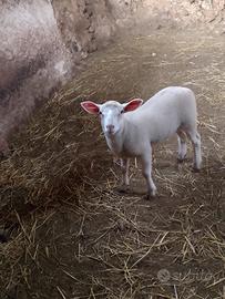 Agnello texel