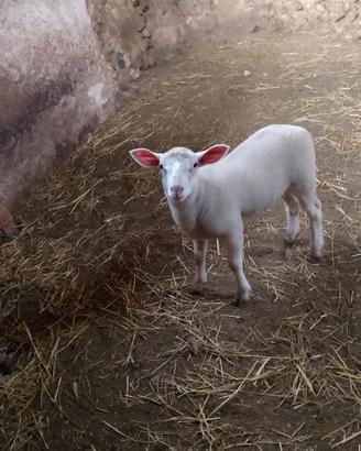 Agnello texel