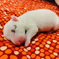 Miniature Bull Terrier per voi