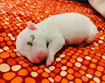 Miniature Bull Terrier per voi