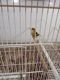 Crocoere fasciato maschio 2022