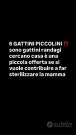 Gattini piccoli 6
