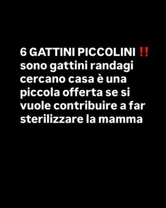 Gattini piccoli 6