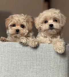 Maltipoo beige toy