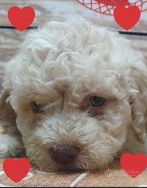 Cuccioli Lagotto Romagnolo pedigree Roy