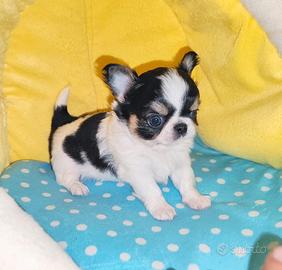 Chihuahua mignon