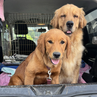 Cucciola di Golden retriever