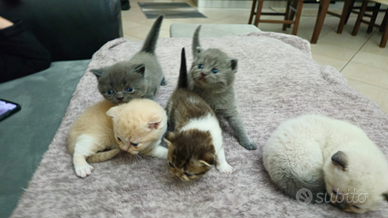 Scottich Straight e Scottich Fold