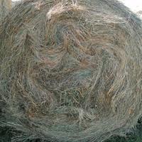 foraggio di prato stabile 