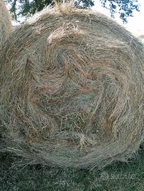 foraggio di prato stabile 