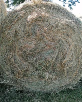 foraggio di prato stabile 