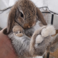 Coniglio nano