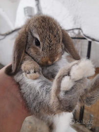 Coniglio nano