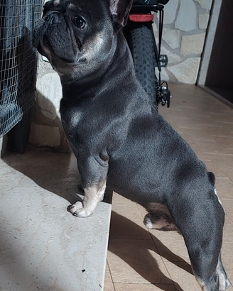 Stallone bulldog francese