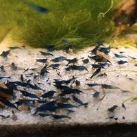 Caridine blue dreams