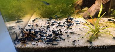 Caridine blue dreams