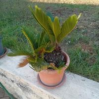 Cycas Revoluta