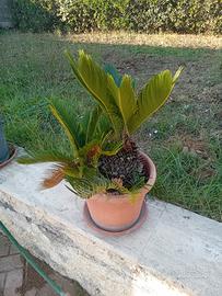 Cycas Revoluta