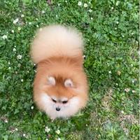 Spitz di Pomerania -nano Solo amanti della razza