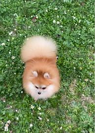 Spitz di Pomerania -nano Solo amanti della razza