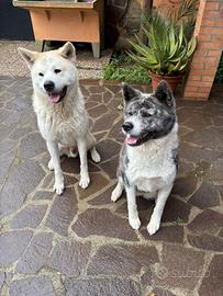 Cuccioli di Akita inu