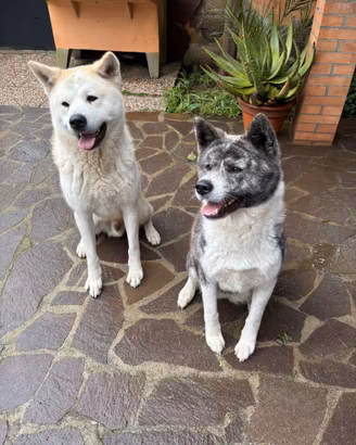 Cuccioli di Akita inu