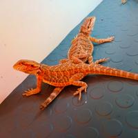 Pogona con teca