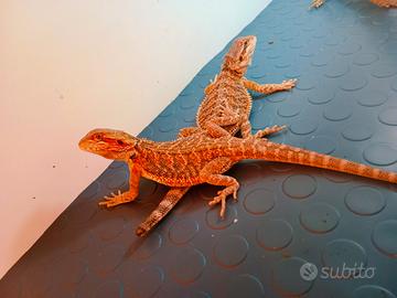 Pogona con teca