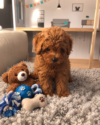 Barboncino Toy Red Femmina con Pedigree