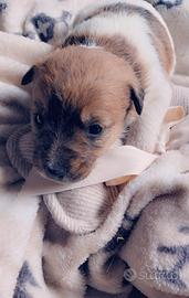 Cucciola Jack Russell Terrier