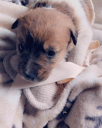 Cucciola Jack Russell Terrier