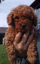 Maltipoo maschio rosso
