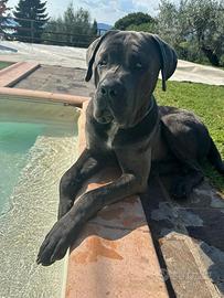 Cane Corso Nero