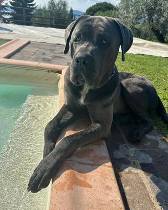 Cane Corso Nero
