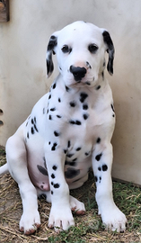 Cuccioli dalmata