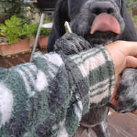 Regalo cucciolo Cane