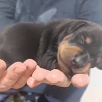 Pinscher cuccioli genitori pedigree ENCI