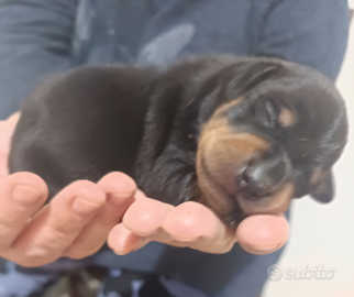 Pinscher cuccioli genitori pedigree ENCI