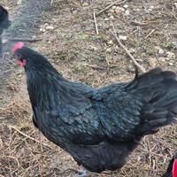 Il 22 febbraio parte incubatrrice