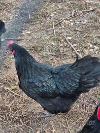 Il 22 febbraio parte incubatrrice